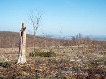 Baumsterben und junge Bäume (1)
