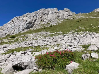 Taches roses au bord du chemin