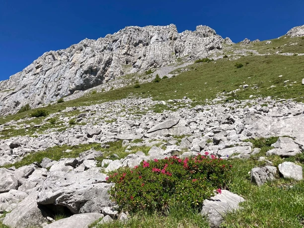Taches roses au bord du chemin