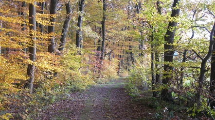 Waldrandweg im Herbst