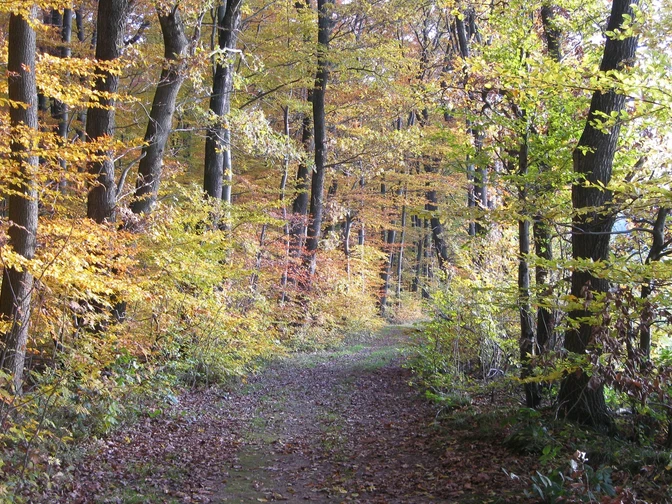 Waldrandweg im Herbst