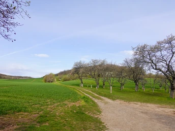 Weg zum NSG Münchenberg