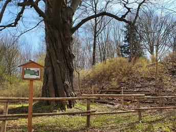 Forstthematischer Wanderweg am Ortsrand von Elbingerode