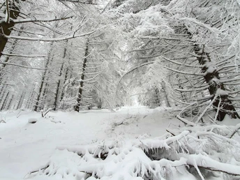 Am Wegesrand - Winterwanderweg Elbingerode