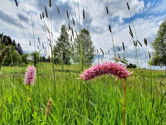 Bergwiese am Dammbachtal