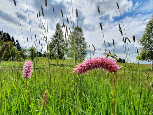 Bergwiese am Dammbachtal