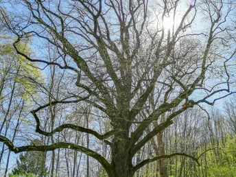 Schäferlinde an der Oesig