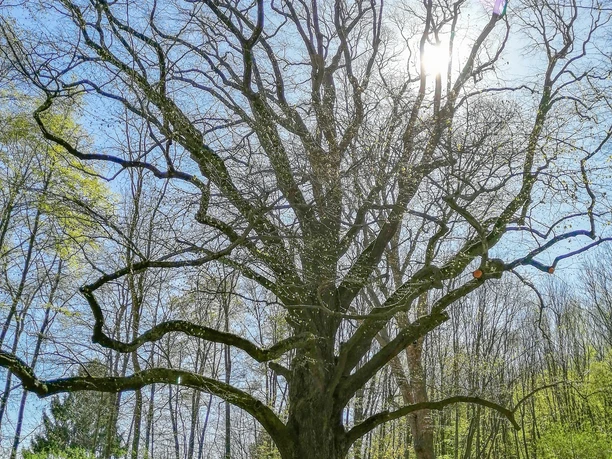 Schäferlinde an der Oesig