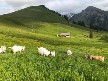 Weidende Ziegen auf Alp Meienberg