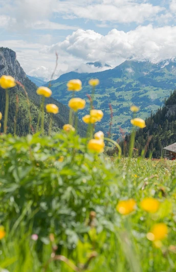 Menigwald mit Niesenkette im Hintergrund