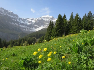 flower meadow