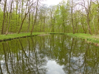 Rohrteich in der Hainleite