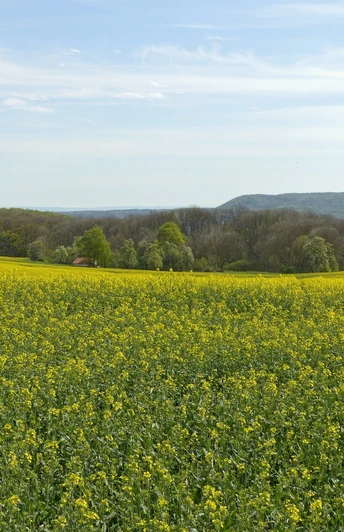 Aussicht zur östlichen Hainleite