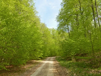 Buchenwälder in der Hohen Schrecke.