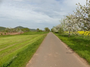 Kirschplantagen vor Tilleda