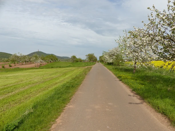 Kirschplantagen vor Tilleda