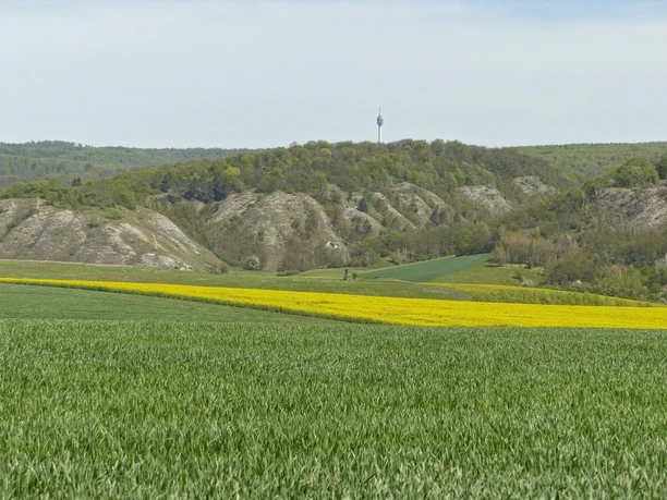 Aussicht auf die Gipskarsthänge des südlichen Kyffhäusergebirges.
