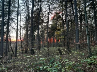 Tannenwald