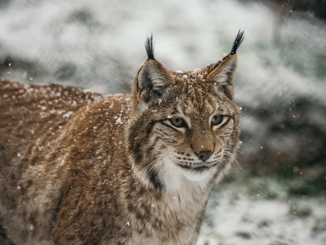Luchs im Winter