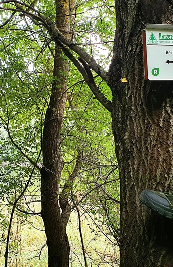 Rundweg Neuwerk-Rappbodetalsperre-Wendefuhrter Talsperre