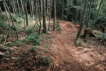 Waldpassage auf dem Blueme-Trail