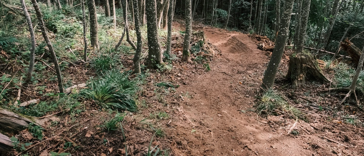Waldpassage auf dem Blueme-Trail