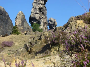 Blühende Heide an der Teufelsmauer
