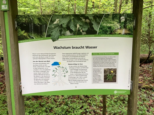 Station 2 - Waldfunktionen