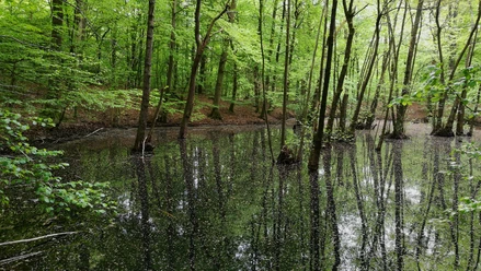 Mackenröder Wald