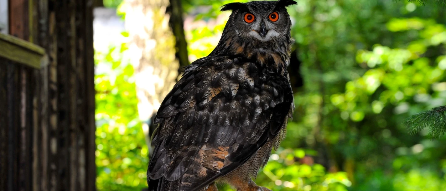 Uhu in der Vogelstation