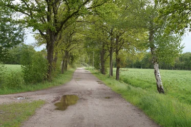 Der Weg nach Neuenwege entlang von Feldern und Wiesen