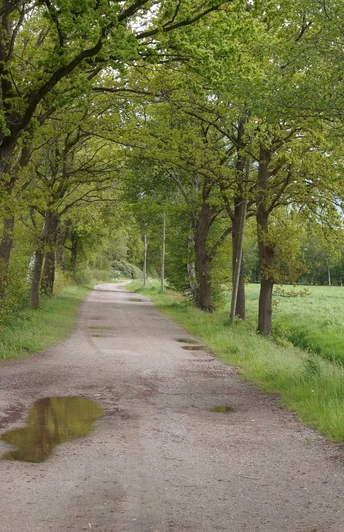Der Weg nach Neuenwege entlang von Feldern und Wiesen