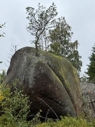 Naturverjüngung im Ilsetal