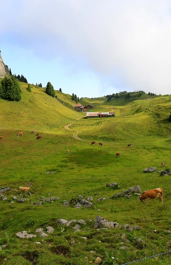 On the Schynige Platte.