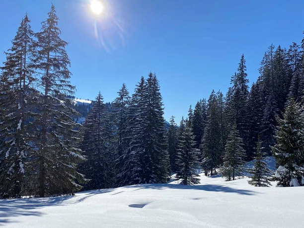 Sapins enneigés et champs de neige vierges sur le parcours hivernal Mad – Schwendallmi – Habkern