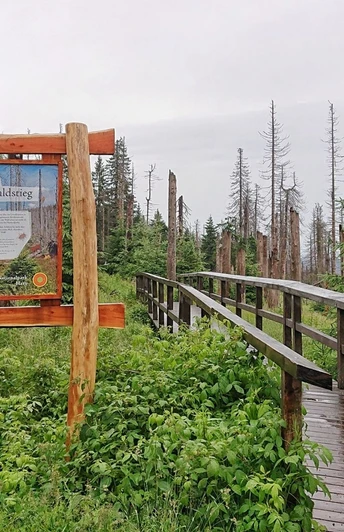 Urwaldstieg am Brocken