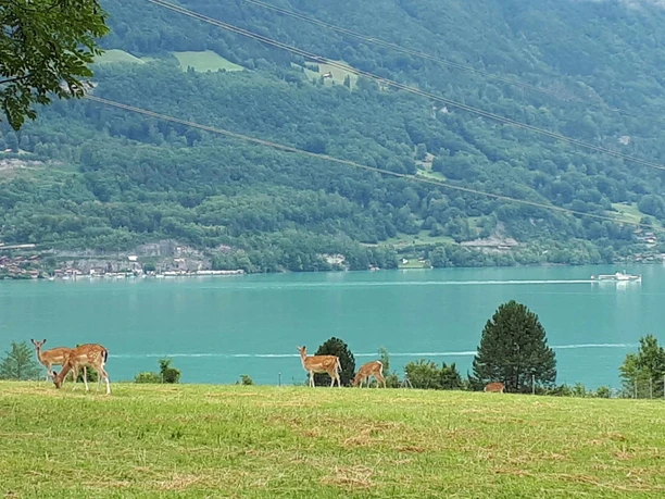Above Bönigen, view of Lake Brienz