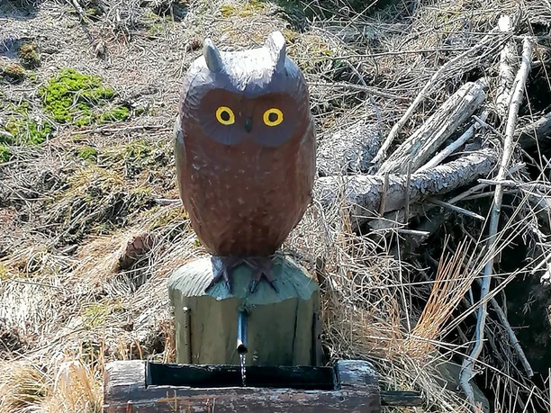 Eule auf dem Naturlehrpfad in Schierke