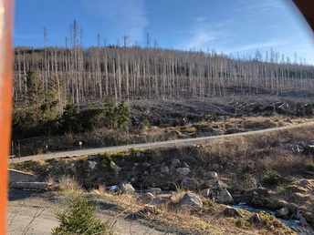 Wald im Wandel an der Brockenstraße