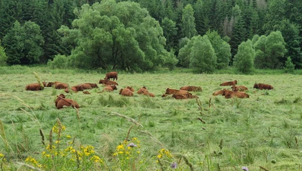 Oberharzer Radrundweg - Tal der Warmen Bode mit Harzer Höhenvieh