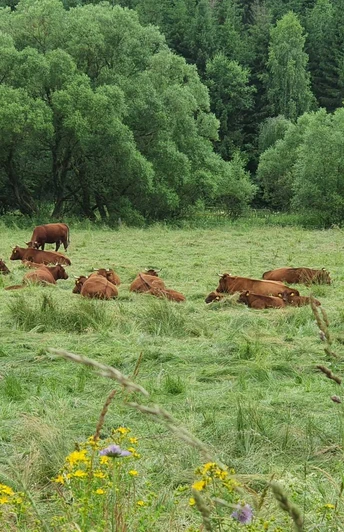 Oberharzer Radrundweg - Tal der Warmen Bode mit Harzer Höhenvieh