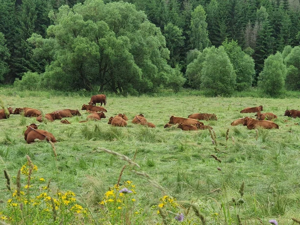 Oberharzer Radrundweg - Tal der Warmen Bode mit Harzer Höhenvieh