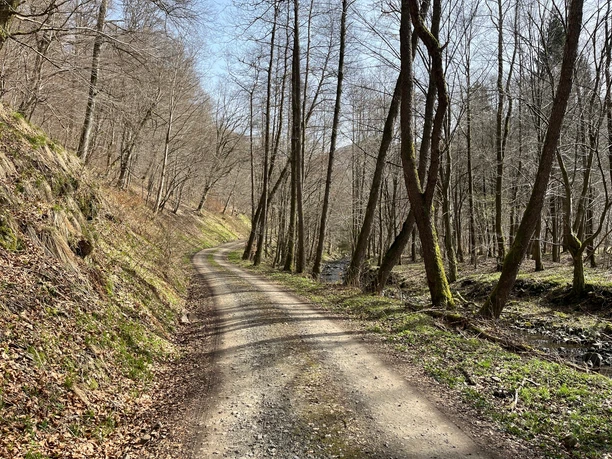Toller Mischwald in den Tallagen