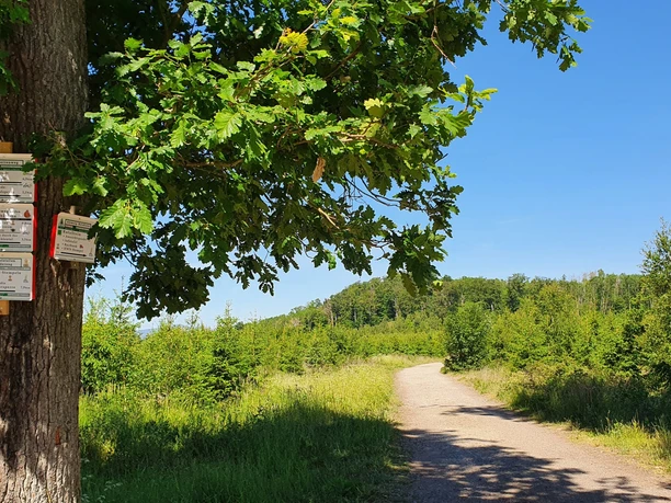 Wanderweg zur Stempelstelle und zum Aussichtspunkt Rotestein