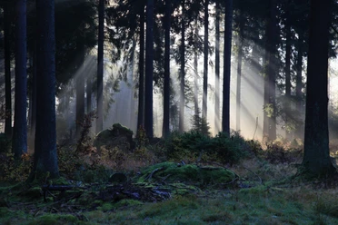 Fog forest in Braunlage