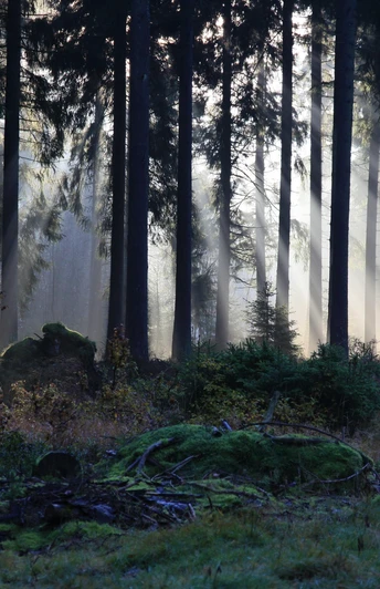 Nebel-Wald in Braunlage