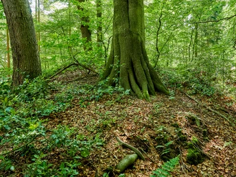 Vorgeschichtspfad bei Flögeln