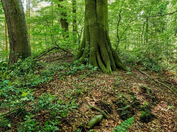 Vorgeschichtspfad bei Flögeln