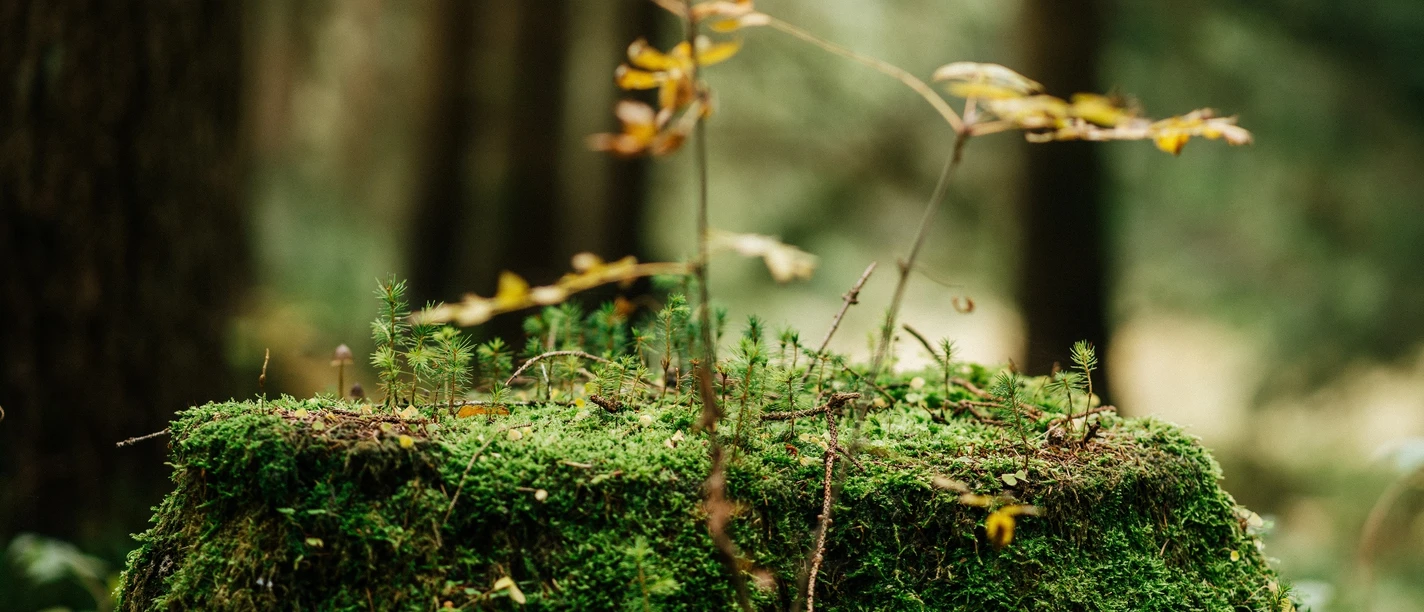 Auf den baumlosen Flächen des Nationalpark Harz, zeigt sich schon der zukünftige Wald.