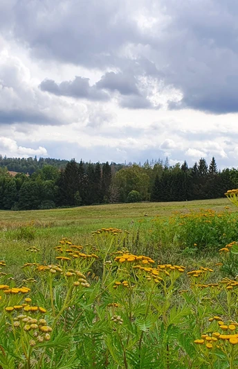 Blick über die Wiesen im Dammbachtal